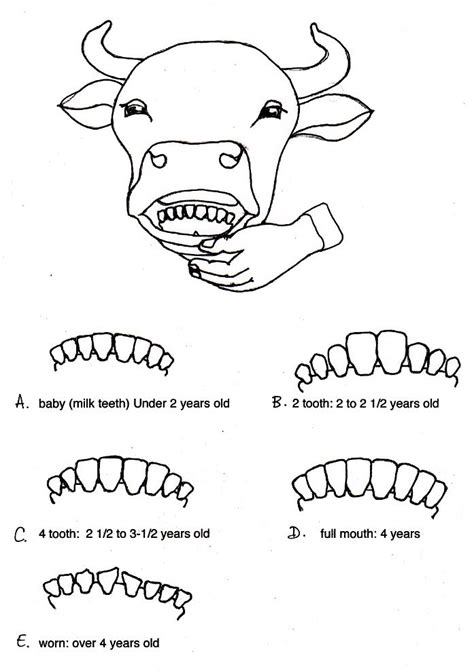 Cow Cattle Teeth Chart