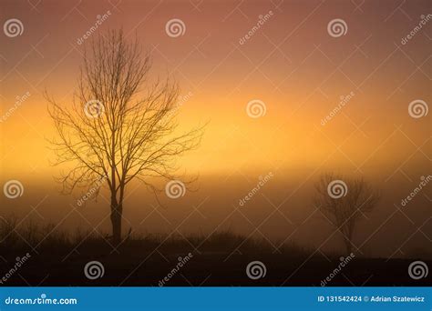 Foggy Sunset Evening Landscape With A Tree Stock Photo Image Of