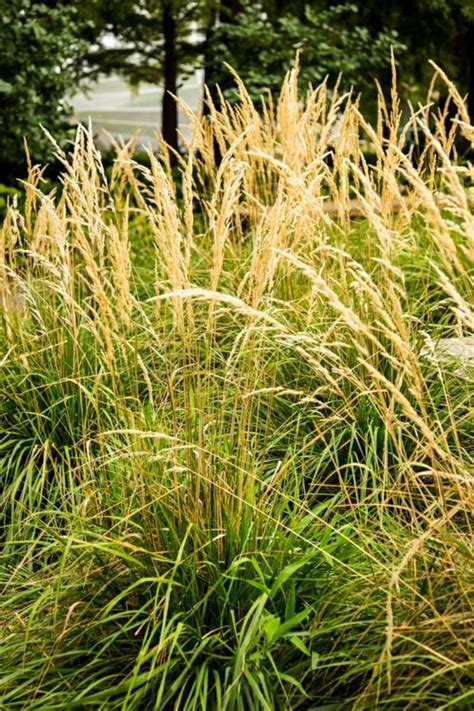 Calamagrostis × Acutiflora Karl Foerster Feather Reed Grass