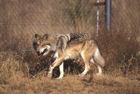 Mexican Wolves Are Here To Stay Or Are They New Mexico Wildlife
