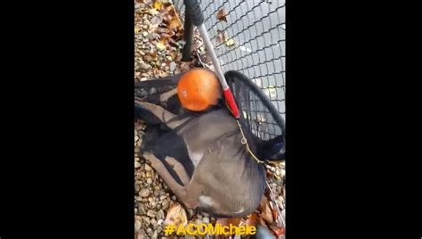 Deer With Head Stuck In Plastic Pumpkin Helped By Animal Control