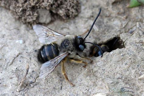 22 Types Of Ground Burrowing Bees Pictures Wildlife Informer