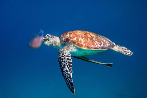 Green Sea Turtle Eating Jellyfish Dimakya Philippines Flickr Photo Sharing Sea Turtles