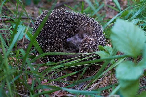 Hedgehog In The Forest Stock Image Image Of Forest View 19043009