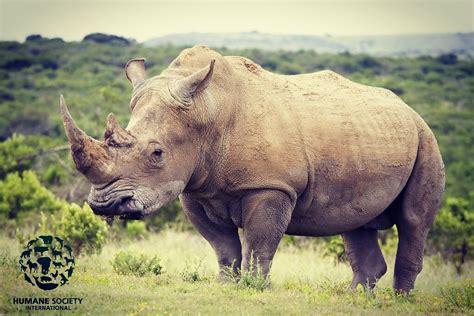 Rhinos Are Teetering On The Brink Of Extinction Close To Being Wiped