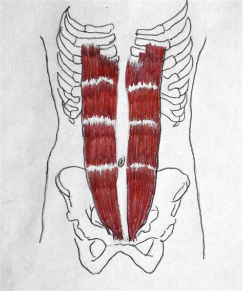 The Rectus Abdominis Muscle