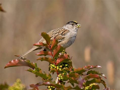 In The Backyard Golden Crowned Sparrow Pacific Nw Birder