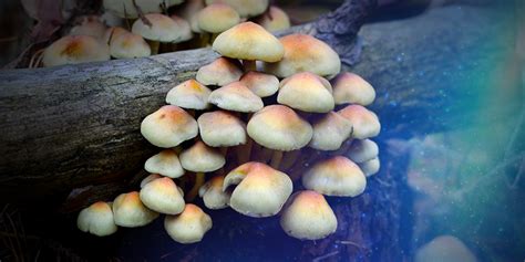 Learn How To Identify Magic Mushrooms Mushmagic