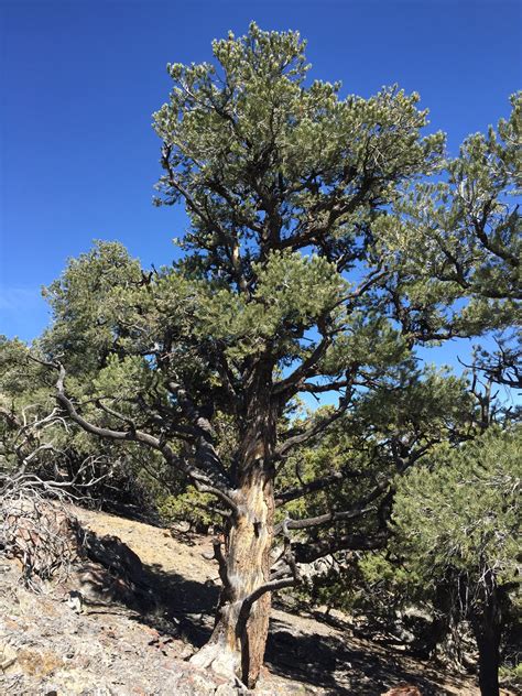 Piñon Pine Pinus Monophylla Small Tree Seedling