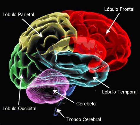 El Cerebro Y Sus Componentes El Cerebro Y Sus Partes