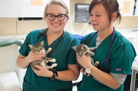 They are most often found working in clinics, animal hospitals, and laboratories. How to Become a Veterinary Assistant - Veterinary Practice ...