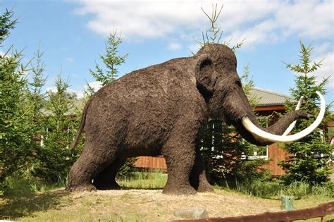 Möchte der mahut, dass der dickhäuter sein freund bleibt, muss er ihn gut versorgen. Woolly mammoth rebirth could become a reality in the near ...