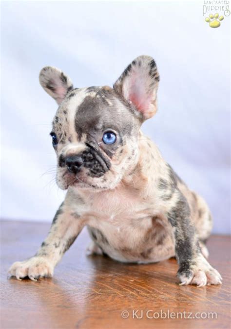 Blue, brindle, fawn, black, pretty much any color except all white or merle. Droll Blue Merle French Bulldog For Sale - l2sanpiero