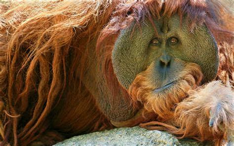 Mammals Animals Apes Orangutans Wallpapers Hd Desktop