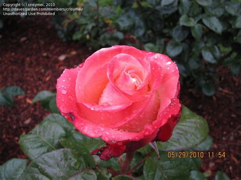 Plantfiles Pictures Hybrid Tea Rose Sheer Magic Rosa By Kell