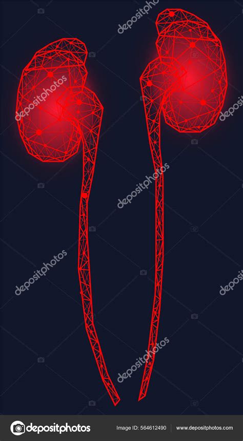Polygonal Human Kidneys Made Of Red Lines And Dots Organ For Urine