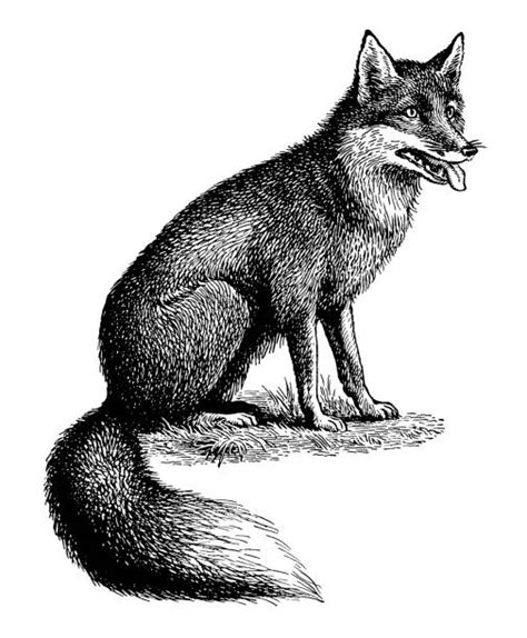 Black And White Fox Illustrations Royalty Free Vector Graphics And Clip