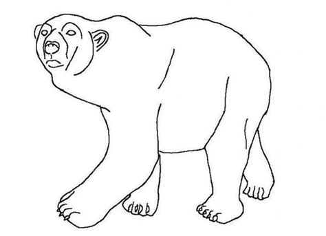 Polar Bear Arctic Animals Coloring Page For Kids Kids