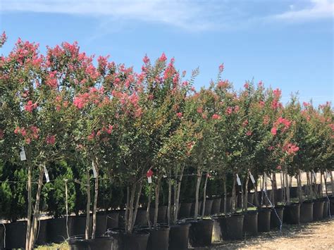 The texas everbearing fig tree and the alma fig trees are two very successful fruit producing trees to plant in texas. Texas' Top 5 Summer Flowering Trees | Fannin Tree Farm