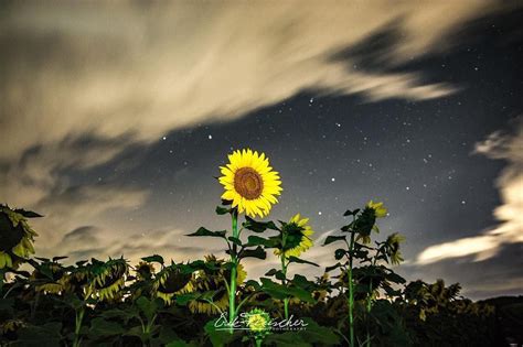 Sunflowers At Night Photo By Erik Thisisroc Roc Rochester Sunflowers