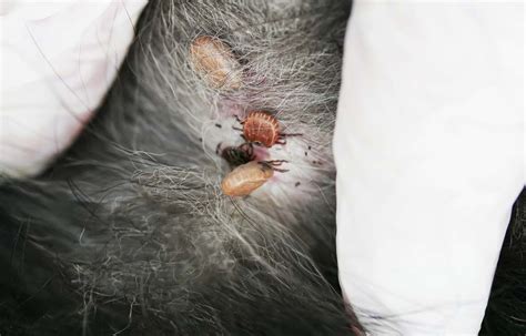 9 Common Dog Skin Problems With Pictures Prevention And Treatment