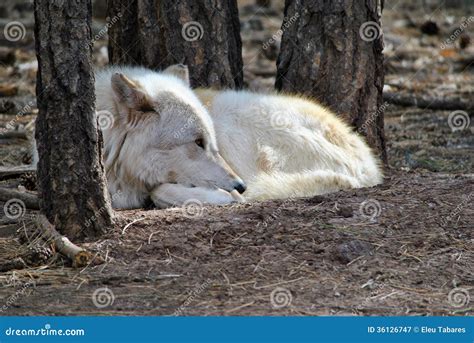 Artic Wolf Stock Image Image Of Cubs Wild Mammal Alaskan 36126747
