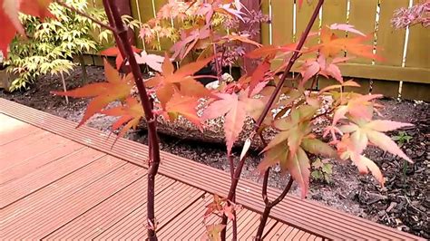 Japanese Maple Acer Tree Disease Problem Part 2 Of 2 Youtube