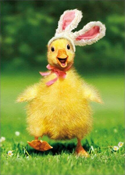 Duckling Bunny Funny Easter Card Greeting Card By Avanti