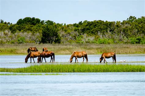 This best bank in north carolina offers multiple banking services that include checking/savings accounts, loans, investment products, credit cards. Shackleford Banks Is One Of The Most Magical Places In ...