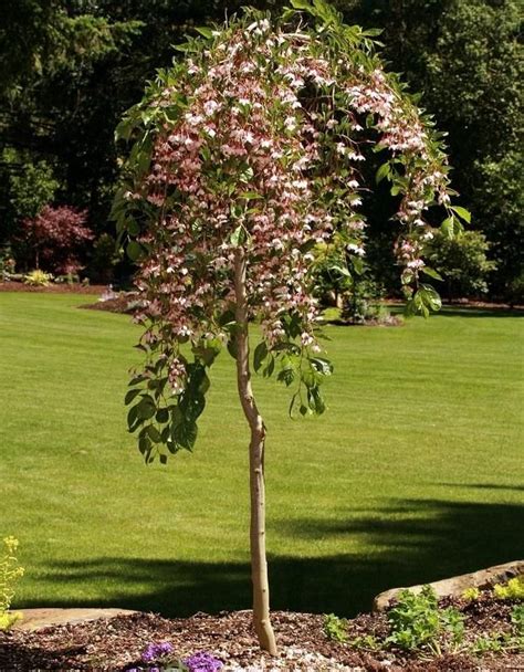 Check spelling or type a new query. Marley's Pink Parasol Japanese Snowbell | Ornamental trees ...