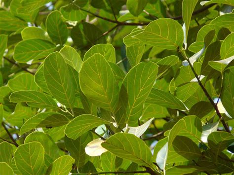 Artocarpus Efloraofindia