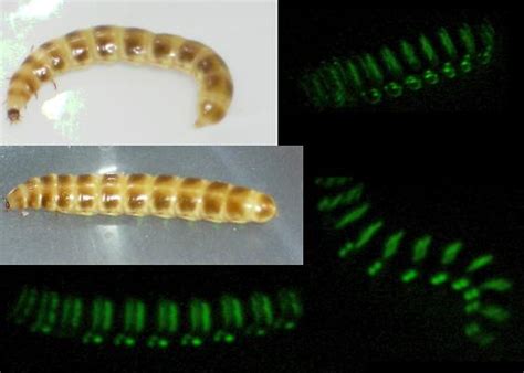 Glowing Meal Worm Phengodes Bugguidenet
