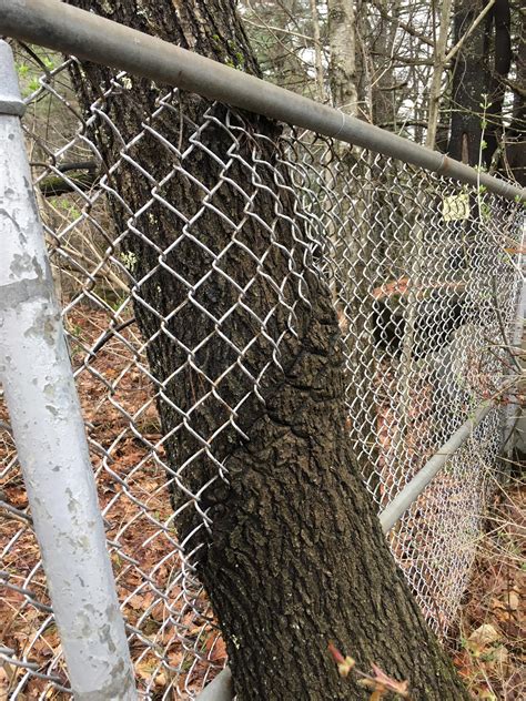 This tree growing through a fence.