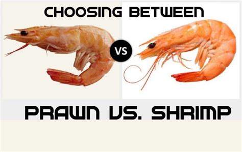 Prawn Vs Shrimp Difference And Comparison