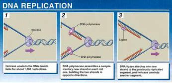 Dna, rna answer speed 1748 kb/schapter 12 section 3 rna and protein synthesis answer key american pageant 12th edition chapter questions diagnostic test. Cell Cycle, DNA & Protein Synthesis - Biology with Mrs. Deaver