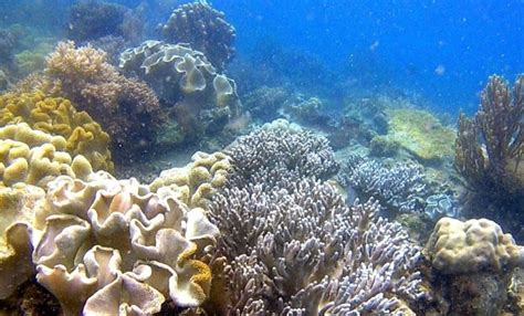 Menikmati Keindahan Surga Bawah Laut Tersembunyi Di Pulau Miang Kutai