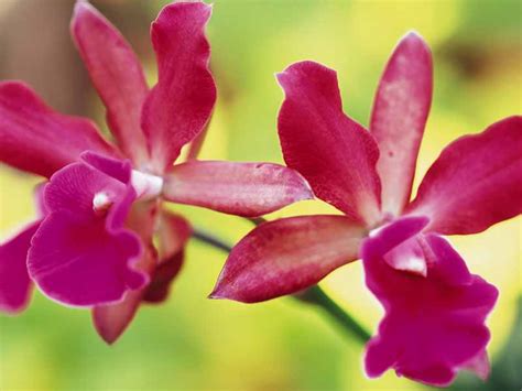 51 Imagini Deosebite Cu Flori De Orhidee Poze Imagini Florirogradini