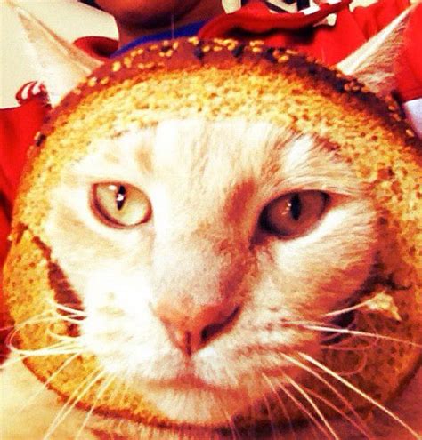 The Latest Internet Craze Pet Cats With A Slice Of Bread On Their Heads