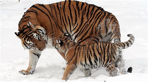 Siberian Tiger Brought Back From Brink Of Extinction