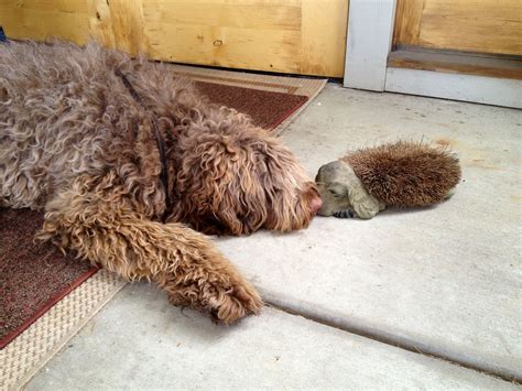 Bully, the Australian Labradoodle, mistakens a boot scraper for his