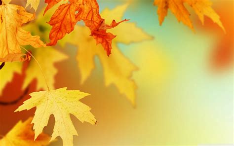 Free Autumn Leaves Wallpaper 2560x1600 30210