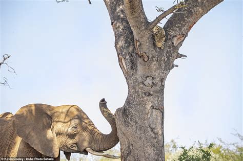 Elephant’s Vengeance: Fierce Chase Forces Leopard to Seek Refuge in