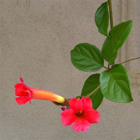 Campsis Radicans Red Trumpet Vine Smart Seeds Emporium