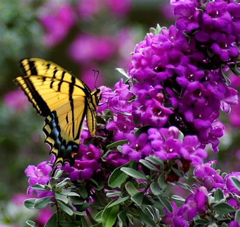 Butterfly On Flower Free Stock Photo Public Domain Pictures