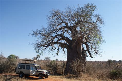 Baobab in Tarangire National Park, Tanzania. Amazing trees - amazing place - amazing country 