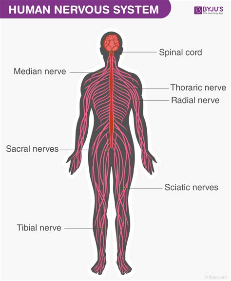 Human Nervous System Structure Function And Parts