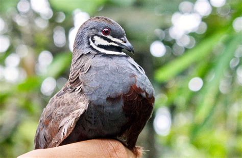 Ribuan Burung dari Ekosistem Batang Toru Berakhir di Pasar Satwa, Ada Jenis Dilindungi
