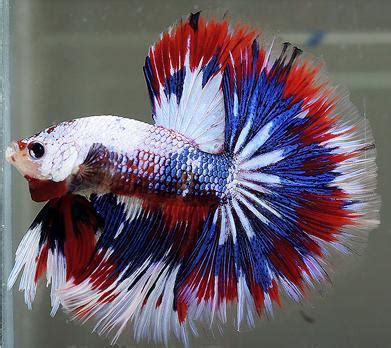 When courting, both flare and their colors intensify. Betta Fish Awareness Day: Betta Fish Care: Betta Splendens ...
