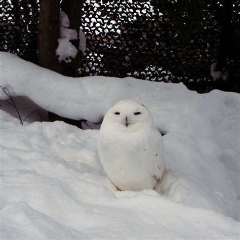 宅男腐女的爱好导航。 地址发布页： lanse.icu 最新地址： ldh. さきさんの投稿/旭川市旭山動物園 ｜ ことりっぷ