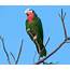 Cuban Parrot  Parrots Wiki FANDOM Powered By Wikia